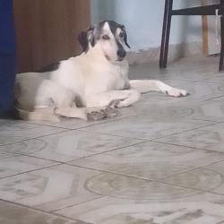 Lost Male Dog last seen Rua Baltazar veloze da Silva Parque Regina, Parque Regina, SP 05775-150