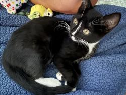 Found/Stray Female Cat last seen McGinnis Ferry & Scales Rd, Suwanee, GA 30024