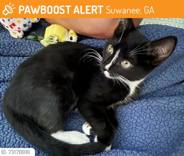 Found/Stray Female Cat last seen McGinnis Ferry & Scales Rd, Suwanee, GA 30024