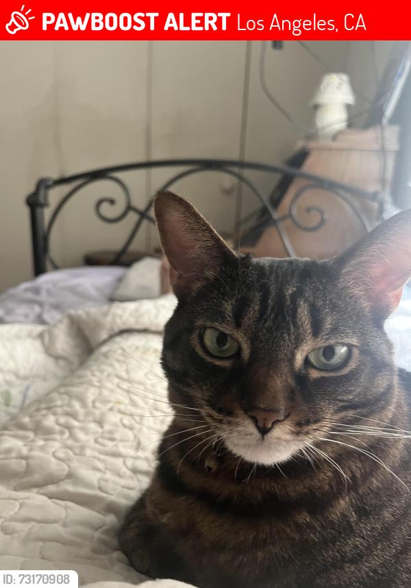 Lost Female Cat last seen Van nuys /Addison st, Los Angeles, CA 91423