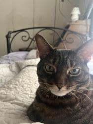 Lost Female Cat last seen Van nuys /Addison st, Los Angeles, CA 91423