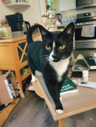 Lost Male Cat last seen Off of Orange Ave, between First & Second St., Long Beach, CA 90802