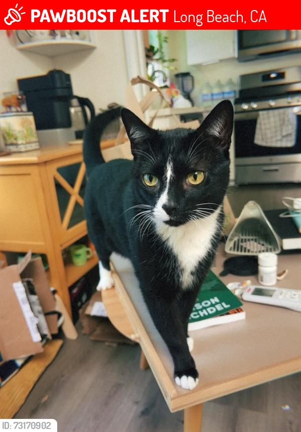 Lost Male Cat last seen Off of Orange Ave, between First & Second St., Long Beach, CA 90802