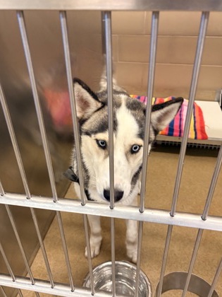 Shelter Stray Male Dog last seen Costco in Duncanville, Duncanville, TX, 1150 E Pleasant Run Rd, Cedar Hill, TX 75104, USA