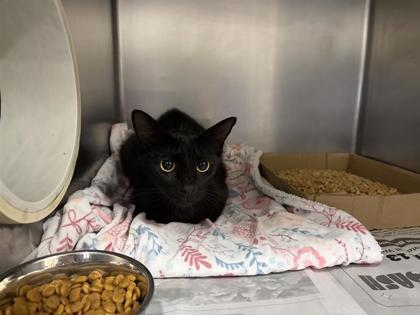 Shelter Stray Female Cat last seen S MUSTANG AVE, Williamson County, TX, 1855 SE Inner Loop, Georgetown, TX 78626, USA