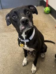 Shelter Stray Female Dog last seen E 147 & Bartlett, 4th District, OH, 9203 Detroit Ave, Cleveland, OH 44102, USA