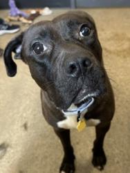 Shelter Stray Female Dog last seen Near E 185, 5th District, OH, 9203 Detroit Ave, Cleveland, OH 44102, USA
