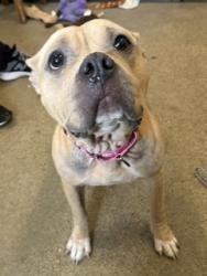 Shelter Stray Female Dog last seen Near e 36, 5th District, OH, 9203 Detroit Ave, Cleveland, OH 44102, USA