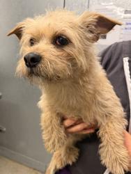 Shelter Stray Male Dog last seen Near Courtland Ct, 2nd District, OH, 9203 Detroit Ave, Cleveland, OH 44102, USA