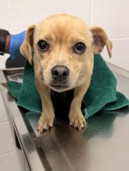 Shelter Stray Female Dog last seen Near Courtland Ct, 2nd District, OH, 9203 Detroit Ave, Cleveland, OH 44102, USA
