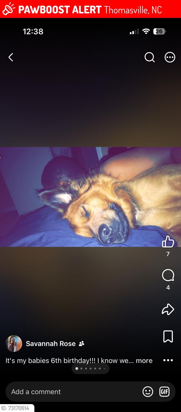 Lost Male Dog last seen Stadium drive and stadium area, Thomasville, NC 27360