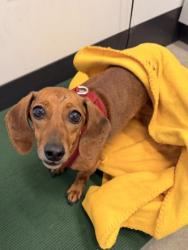 Shelter Stray Female Dog last seen Near Ansel, 3rd District, OH, 9203 Detroit Ave, Cleveland, OH 44102, USA