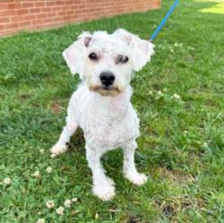 Shelter Stray Male Dog last seen Lorton, VA 22079, Jandell Rd, Fairfax County, VA, 4500 West Ox Rd, Fairfax, VA 22030, USA