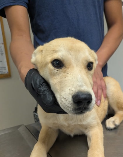 Shelter Stray Male Dog last seen Near Greer Rd, Valencia Belen West Mesa,, 1209 NM-314, Los Lunas, NM 87031, USA