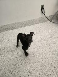 Shelter Stray Male Dog last seen Near - 16B Landry, Dr SW, Atlanta, GA, 1251 Fulton Industrial Blvd NW, Atlanta, GA 30336, USA