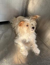 Shelter Stray Female Dog last seen Near Roberts Cut Off Rd, North District,, 355 Hillshire Dr, Haslet, TX 76052, USA