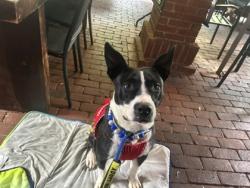 Shelter Stray Female Dog last seen Near Eastwyck Cir, 30032, GA, 3280 Chamblee Dunwoody Rd, Chamblee, GA 30341, USA