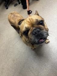 Shelter Stray Male Dog last seen Near Shallowford Rd., Atlanta GA 30341, 30341, GA, 3280 Chamblee Dunwoody Rd, Chamblee, GA 30341, USA