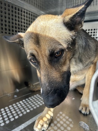 Shelter Stray Female Dog last seen Near GARRISON AVE, East District,, 355 Hillshire Dr, Haslet, TX 76052, USA