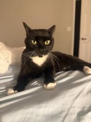 Shelter Stray Male Cat last seen Near EAGLES NEST CIRCLE, 30035, GA, 3280 Chamblee Dunwoody Rd, Chamblee, GA 30341, USA