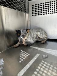 Shelter Stray Female Dog last seen Near GARRISON AVE, East District,, 355 Hillshire Dr, Haslet, TX 76052, USA