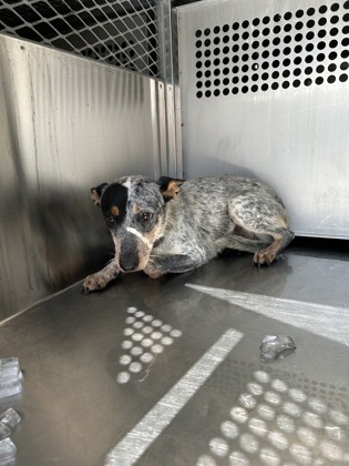 Shelter Stray Female Dog last seen Near GARRISON AVE, East District,, 355 Hillshire Dr, Haslet, TX 76052, USA