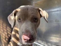 Shelter Stray Female Dog last seen , Central District, TX, 355 Hillshire Dr, Haslet, TX 76052, USA