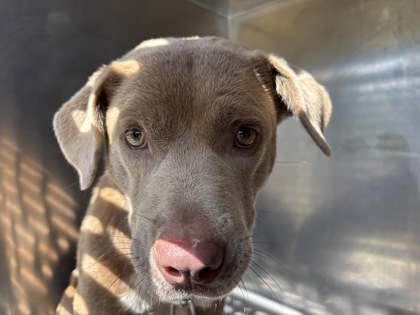 Shelter Stray Female Dog last seen , Central District, TX, 355 Hillshire Dr, Haslet, TX 76052, USA