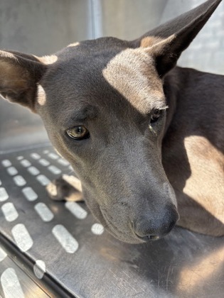 Shelter Stray Female Dog last seen Near S Riverside Dr, Central District, TX, 355 Hillshire Dr, Haslet, TX 76052, USA