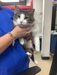 Shelter Stray Male Cat last seen , , TX, 355 Hillshire Dr, Haslet, TX 76052, USA