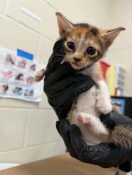 Shelter Stray Female Cat last seen Near St. Rose Ave, 70806, LA, 2550 Gourrier Ave, Baton Rouge, LA 70820, USA