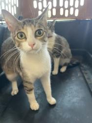 Shelter Stray Female Cat last seen Bonds Ranch, Central District, TX, 355 Hillshire Dr, Haslet, TX 76052, USA