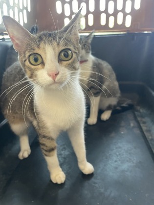 Shelter Stray Female Cat last seen Bonds Ranch, Central District, TX, 355 Hillshire Dr, Haslet, TX 76052, USA