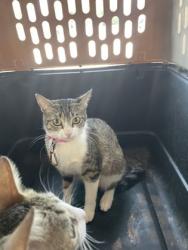 Shelter Stray Female Cat last seen Bonds Ranch, Central District, TX, 355 Hillshire Dr, Haslet, TX 76052, USA