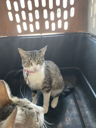 Shelter Stray Female Cat last seen Bonds Ranch, Central District, TX, 355 Hillshire Dr, Haslet, TX 76052, USA