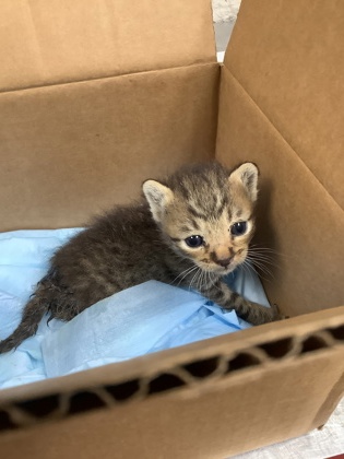 Shelter Stray Male Cat last seen Near Berry St., East District, TX, 355 Hillshire Dr, Haslet, TX 76052, USA