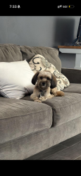 Lost Male Dog last seen Prince rd, Windsor, ON 48209