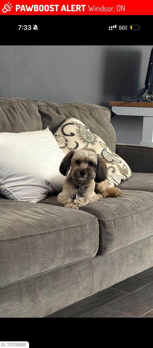 Lost Male Dog last seen Prince rd, Windsor, ON 48209
