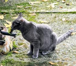 Lost Male Cat last seen Behind UPS station on hwy. 101, Port Angeles, WA 98362
