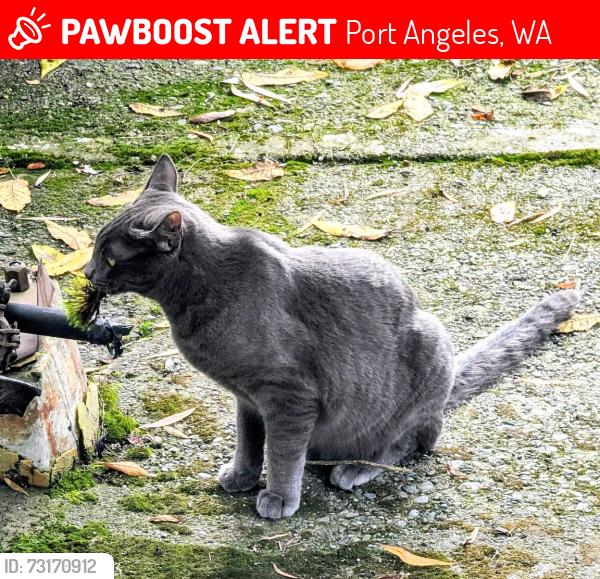 Lost Male Cat last seen Behind UPS station on hwy. 101, Port Angeles, WA 98362