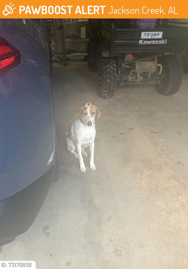 Found/Stray Male Dog last seen Old Pascagoula rd, Jackson Creek, AL 36582