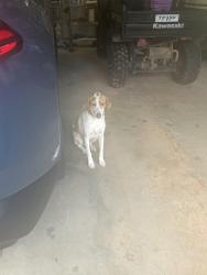 Found/Stray Male Dog last seen Old Pascagoula rd, Jackson Creek, AL 36582