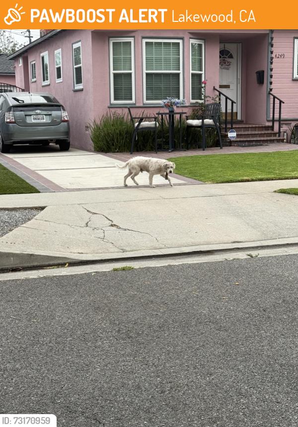 Found/Stray Unknown Dog last seen Dead end of Los coyotes diagonal, Lakewood, CA 90713