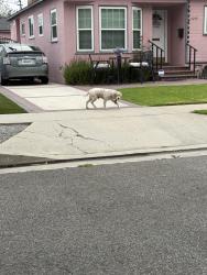 Found/Stray Unknown Dog last seen Dead end of Los coyotes diagonal, Lakewood, CA 90713