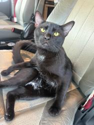 Reunited Male Cat last seen Round rock west rd, Round Rock, TX 78681
