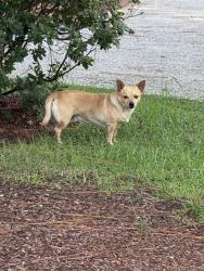 Found/Stray Male Dog last seen Inside Pinehurt National #9 on National drive., Pinehurst, NC 28374
