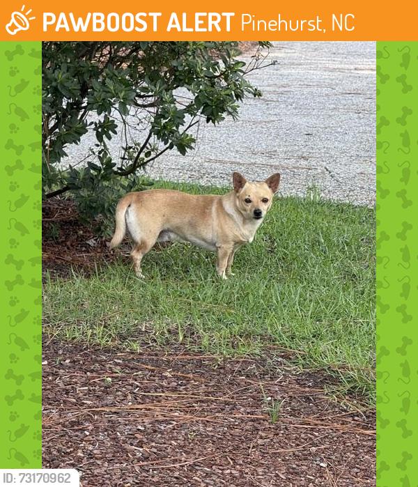 Found/Stray Male Dog last seen Inside Pinehurt National #9 on National drive., Pinehurst, NC 28374