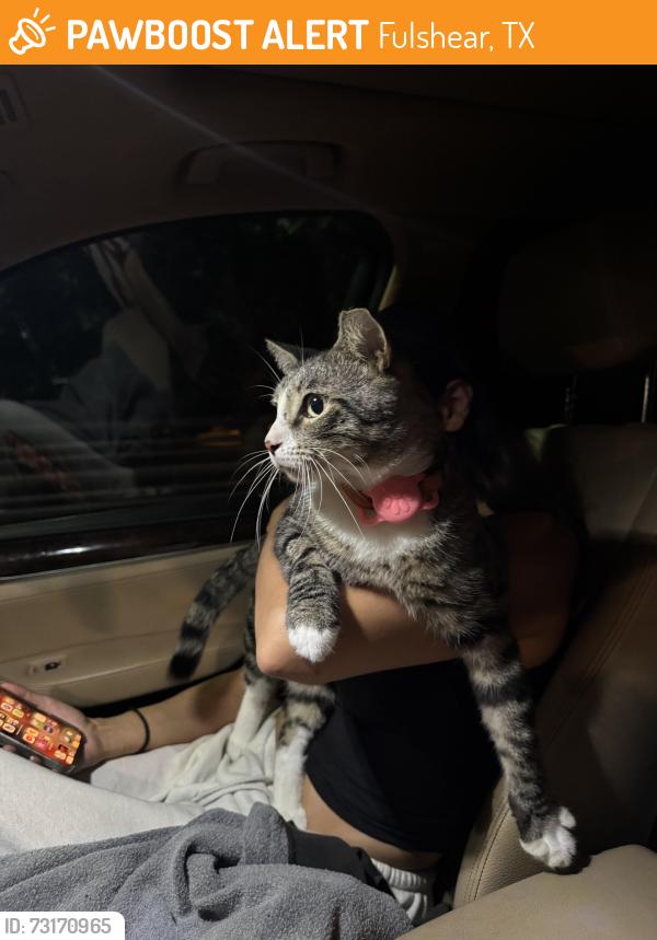 Found/Stray Unknown Cat last seen Cross Creek Ranch clbh, Fulshear, TX 77441