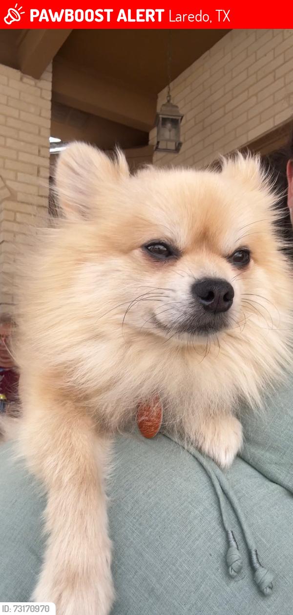 Lost Male Dog last seen Liberty hills, Laredo, TX 78040
