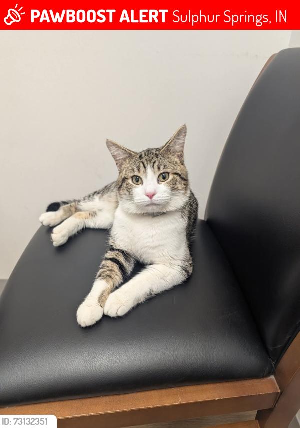 Lost Male Cat last seen Near n maple and 36, Sulphur Springs, IN 47388